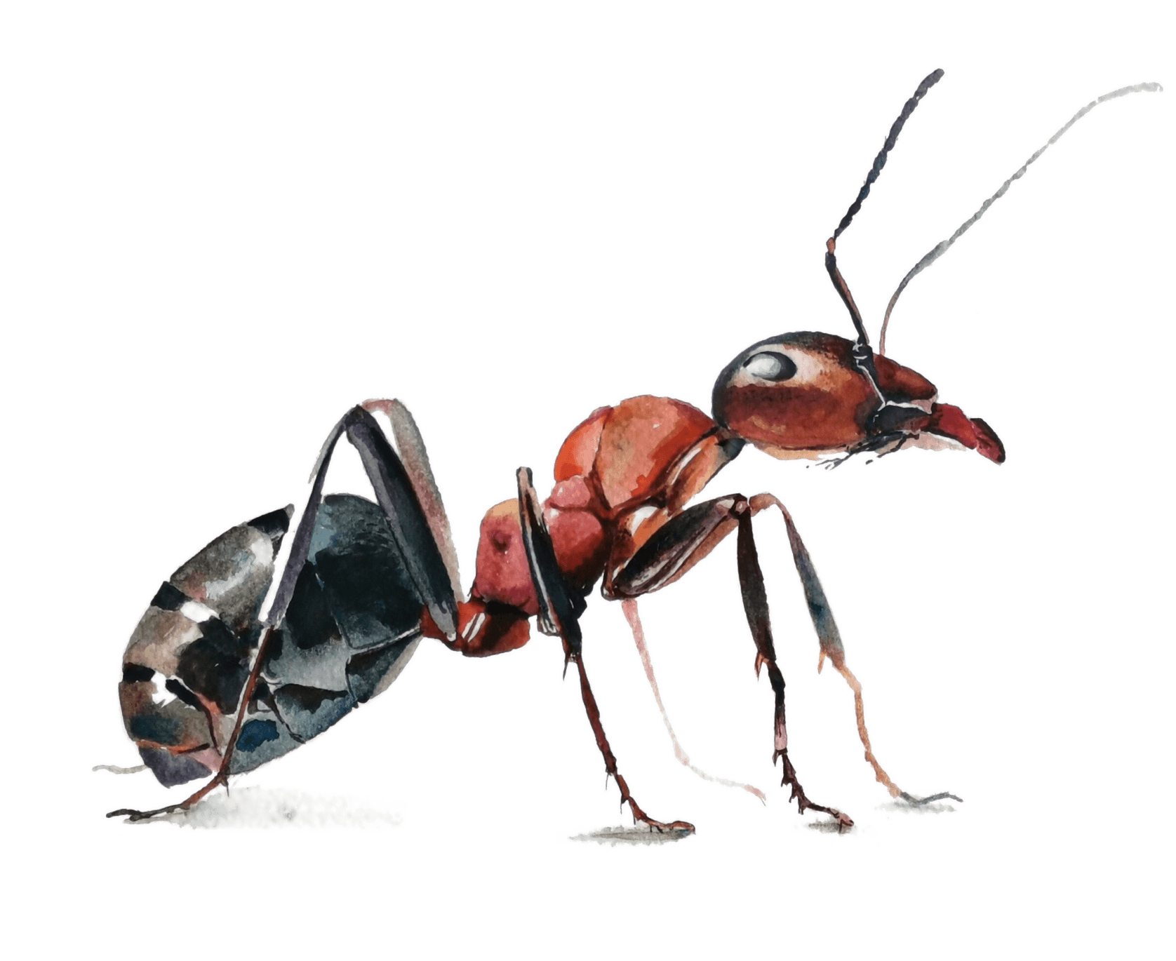 Ant image